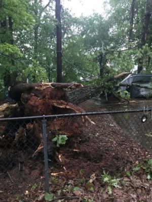 Tree on carport.