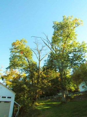 red x tree limb.jpg